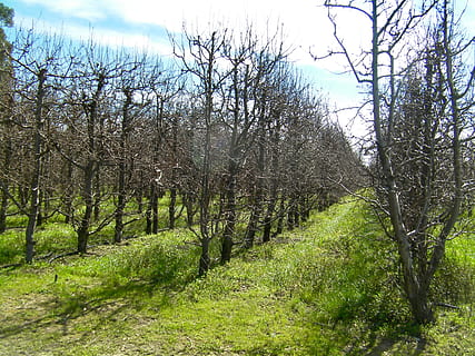 boomgaard, boom, fabriek, kalmte, rustige scène, land-, groei, schoonheid in de natuur, hemel, natuur, geen mensen, scenics - natuur, gras, kale boom, groene kleur, dag, Bos, niet-stedelijke scène, tak, landschap, romp, buitenshuis, bos-, treelined, spoor, 2K, CC0, publiek domein, royaltyvrij