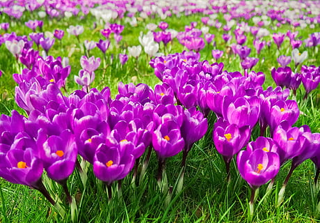 champ de tulipes pourpres, crocus, fleur, printemps, fleur de printemps, Floraison, violet, début de floraison, bühen, Fermer, la nature, Frühlingsanfang, jardin, crocus de printemps, fleur mauve, blanc, réveil du printemps, herbe, vert, Prairie, ambiance, fièvre printanière, prairie de printemps, pré de fleurs, signes du printemps, flore, plante, brillant, fleur du soleil, rose, plante rose, fleurs, début de l'été, farbenpracht, belle, timbre, Couleur, coloré, plante ornementale, bleu, couleur rose, champ, couleur verte, beauté dans la nature, personne, croissance, plante à fleurs, fraîcheur, vulnérabilité, terre, pétale, fragilité, journée, inflorescence, parterre de fleurs, tête de fleur, iris, en plein air, 4K, CC0, domaine public, libre de droits