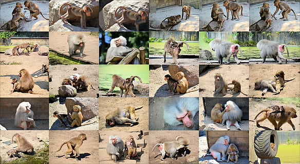 babuíno, macaco, colagem, animal, animais selvagens, selvagem, zoologia, mamífero, espécies, região selvagem, meio Ambiente, ao ar livre, natureza, grupo de animais, grande grupo de animais, multidão, grande grupo de pessoas, animais domésticos, dia, pessoas reais, vertebrado, arquitetura, pets, doméstico, animais em estado selvagem, homens, pecuária, visão de alto ângulo, 720P, CC0, domínio público, royalty free