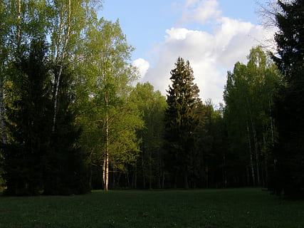 træer, parkere, himmel, forår, aften, udendørs, solrig, scene, udsigt, træ, plante, jord, ro, grøn farve, vækst, skønhed i naturen, rolig scene, Skov, natur, ikke-urbane scene, sky - himmel, græs, ingen mennesker, landskab, scenics - natur, miljø, dag, Mark, 2K, CC0, offentligt domæne, royaltyfrie