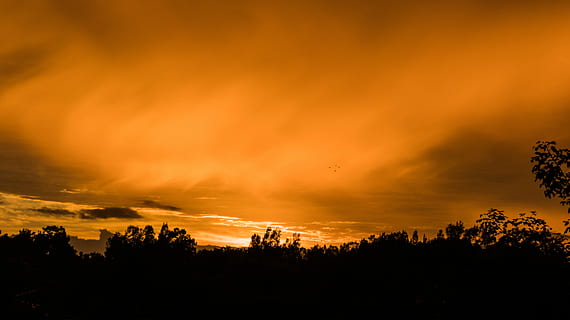 serenitat, silhouetto, arbres, daurat, hores, posta de sol, sortida del sol, núvol, taronja, silueta, núvol - cel, arbre, cel, bellesa a la natura, color taronja, escenics - natura, planta, medi ambient, cap gent, tranquil·litat, paisatge, cel dramàtic, naturalesa, escena tranquil·la, fosc, cloudscape, bosc, a l'aire lliure, arbre d’arbre, pi, 5K, CC0, domini públic, lliure de regalies
