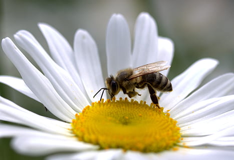 abella, margarida, pol·len, treballar, insecta, naturalesa, flor, blanc, planta amb flors, invertebrat, fragilitat, frescor, insecte, fauna animal, vulnerabilitat, temes d'animals, cap de flor, pètal, animal, bellesa a la natura, planta, un animal, primer pla, Color blanc, animals a la natura, inflorescència, cap gent, a l'aire lliure, polinització, 2K, CC0, domini públic, lliure de regalies