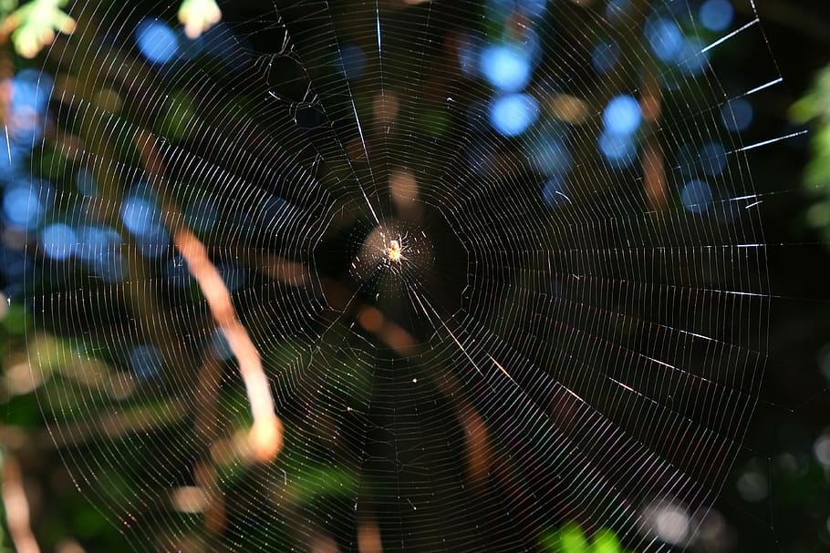 Spinnennetz, Spinne, schließen, Natur, Insekt, Netzwerk, Makro, gespannte Netzwerke, weben, Über, wunderschönen, Kunstwerk, perfekt, Tiere, kleine Tiere, erwischt, spinnfaden, Beute, Spinnweben, Essen, Lichtreflexionen, Sonne, Schatten, bunt, Grün, Sommer-, Zerbrechlichkeit, Verletzlichkeit, keine Leute, Nahansicht, Fokus auf den Vordergrund, Tier, Schönheit in der Natur, natürliches Muster, Tierthemen, draußen, Muster, selektiver Fokus, Tag, Komplexität, Pflanze, Kompliziertheit, wirbellos, konzentrisch, 4K