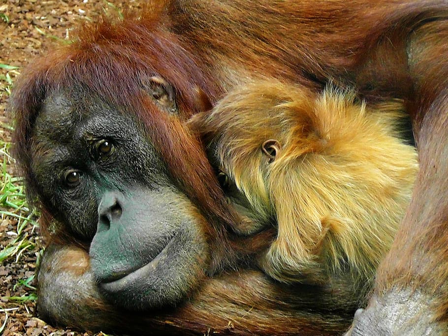 brauner Gorilla, Orang-Utan, Affe, Primas, Tier, Tierwelt, wild, Zoologie, Säugetier, Spezies, Wildnis, Umgebung, draußen, Natur, Tierthemen, Tiere in freier Wildbahn, Wirbeltier, Gruppe von Tieren, keine Leute, Entspannung, zwei tiere, Tierhaar, braun, Tag, Haar, Jungtier, Tierfamilie, Zoo, 8K