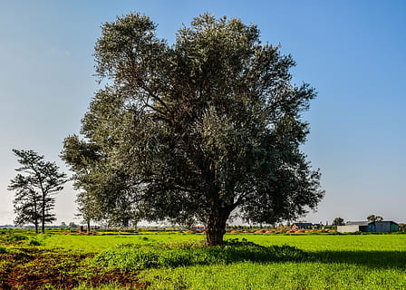 albero, prato, paesaggio, campo, scenario, rurale, campagna, mattina, Cipro, Xylofagou, agricoltura, natura, erba, Paesaggi, all'aperto, cielo sereno, giorno, pianta, crescita, terra, cielo, colore verde, bellezza nella natura, la tranquillità, ambiente, scena tranquilla, scenics - natura, nessuno, scena rurale, 5K, CC0, dominio pubblico, privo di copyright