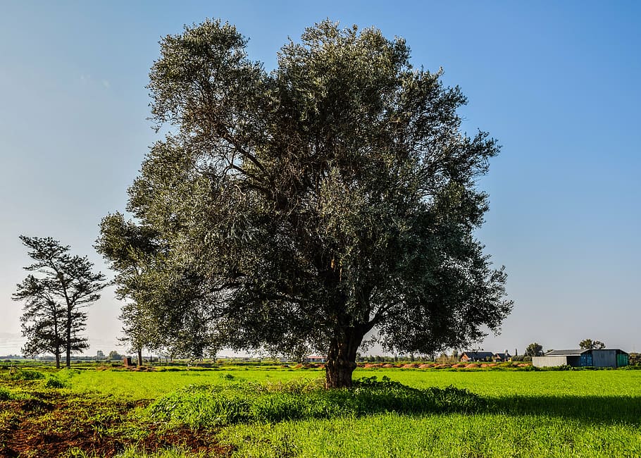arbre, prat, paisatge, camp, rural, al matí, Xipre, xylofagou, agricultura, naturalesa, herba, escenics, a l'aire lliure, cel clar, dia, planta, creixement, terra, cel, color verd, bellesa a la natura, tranquil·litat, medi ambient, escena tranquil·la, escenics - natura, cap gent, escena rural, 5K