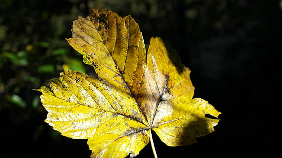 daun maple, musim gugur, maple, daun, warna musim gugur, hutan, Daun-daun, kuning, suasana musim gugur, cahaya, bayangan, alam, musim, menanam, merapatkan, pohon, di luar rumah, makro, latar belakang, keindahan di alam, gambar berwarna, bunga, kerapuhan, pertumbuhan, kerentanan, latar belakang hitam, bagian tanaman, tidak ada orang, fokus pada latar depan, tanaman berbunga, tembakan studio, kesegaran, hari, perubahan, kondisi alam, kepala bunga, iris - tanaman, tanaman layu, 5K, CC0, domain publik, bebas royalti