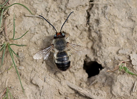 abella, salvatge, den, forat, insecta, invertebrat, fauna animal, animals a la natura, insecte, un animal, cap gent, primer pla, naturalesa, a l'aire lliure, ala dels animals, centrar-se en primer pla, part del cos dels animals, dia, antena animal, longitud completa, planta, vista d’angle alt, ull d’animals, 1080P, CC0, domini públic, lliure de regalies