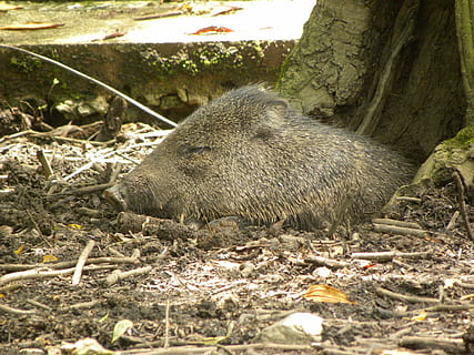 límec peccary, prase, šedá, spací, spát, zvíře, zvířat, jednoho zvířete, savec, zvířata ve volné přírodě, přistát, den, obratlovců, pole, Příroda, nikdo, rostlina, hlodavec, strom, relaxace, venku, detail, chaotický, 2K, CC0, veřejná doména, bez autorských práv