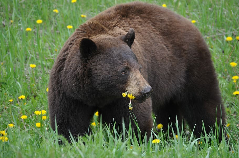 sopportare i denti di leone, Marrone, orso, campo d'erba, giorno, animale, erba, fiore, dente di leone, fauna selvatica, temi animali, animali allo stato selvatico, pianta, mammifero, natura, nessuno, un animale, vertebrato, mangiare, pianta fiorita, all'aperto, giovane animale, 4K