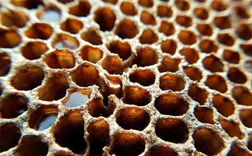bresca, mel, disseny, patró, textura, formes, natural, abelles, primer pla, rusc, marc complet, apicultura, cap gent, marró, fons, patró natural, sec, abella, dia, invertebrat, enfocament selectiu, naturalesa, insecte, fauna animal, bellesa a la natura, animal, 2K, CC0, domini públic, lliure de regalies