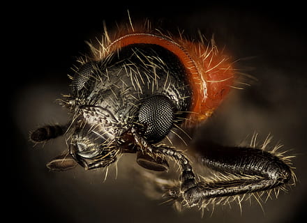 gândac, cap, macro, natură, insectă, negru, corp, u, s, studiu geologic, animale tematice, un animal, nevertebrat, animal, animale sălbatice, animale în sălbăticie, a închide, artropod, partea corpului animalului, studio shot, extreme close-up, nici o persoana, păr de păr, zoologie, arahnide, ochi, să se concentreze asupra primelor elemente, Fundal negru, animal aripă, ochi de animale, cap de animal, picior de animale, 1080P, CC0, domeniu public, fără drepturi de autor