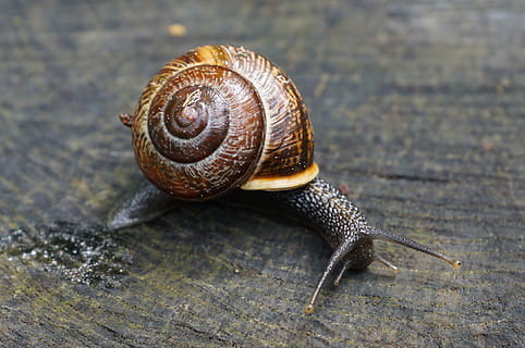 selektiv, fokus fotografering, Brun, kæmpe snegl, selektiv fokusering, fotografering, snegl, natur, snegl shell, sonde, slim trail, farve, dyr, slimet, kravle, mollusk, spiralformet, tæt på, langsom, dyreskal, makro, dyreliv, havsnegle, hvirvelløse, slug, dyr antenne, dyr og kæledyr, et dyr, dyre temaer, dyr i naturen, skal, dyr kropsdel, ingen mennesker, kedsomhed, fokus på forgrunden, dag, 2K, CC0, offentligt domæne, royaltyfrie
