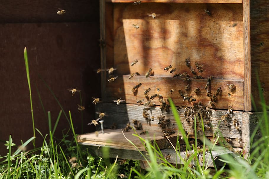 abelles, treball dur, volar, tancar, naturalesa, recollir, insecte, abella ocupada, mel, treballar amb diligència, dia, material de fusta, cap gent, planta, a l'aire lliure, enfocament selectiu, herba, vell, llum solar, apicultura, metall, abandonat, marró, primer pla, rovellat, creixement, bellesa a la natura, arquitectura, 2K
