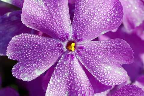 blau, flor, cinc, pètals, blau, flor, petit, cinc pètals, gerani, jardí, el rerefons, Rosa, gotes, floració, primavera, llit de flors, flors, macro, porpra, pètal, primer pla, bellesa a la natura, cap de flor, planta amb flors, planta, vulnerabilitat, fragilitat, creixement, frescor, inflorescència, naturalesa, tirar, color rosa, cap gent, pol·len, dia, a l'aire lliure, 2K, CC0, domini públic, lliure de regalies