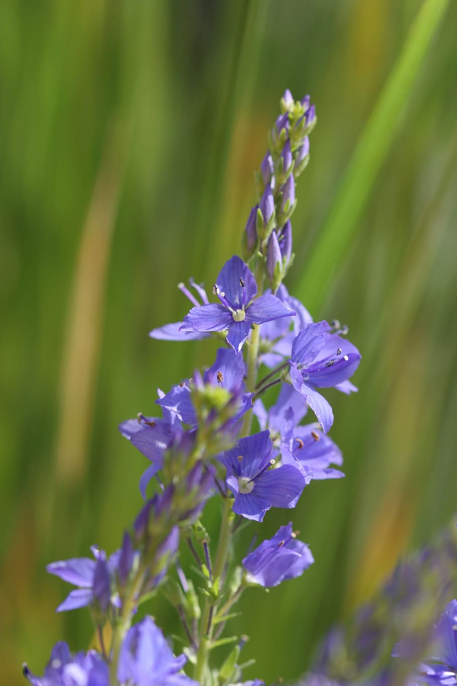 veronica, teucrium, multicolor, veronica teucrium, premi honorífic, cel blau, planta de jardí salvatge, tancar, planta amb flors, flor, planta, bellesa a la natura, vulnerabilitat, frescor, fragilitat, porpra, creixement, pètal, primer pla, enfocament selectiu, naturalesa, cap de flor, inflorescència, dia, cap gent, centrar-se en primer pla, espígol, a l'aire lliure, 2K