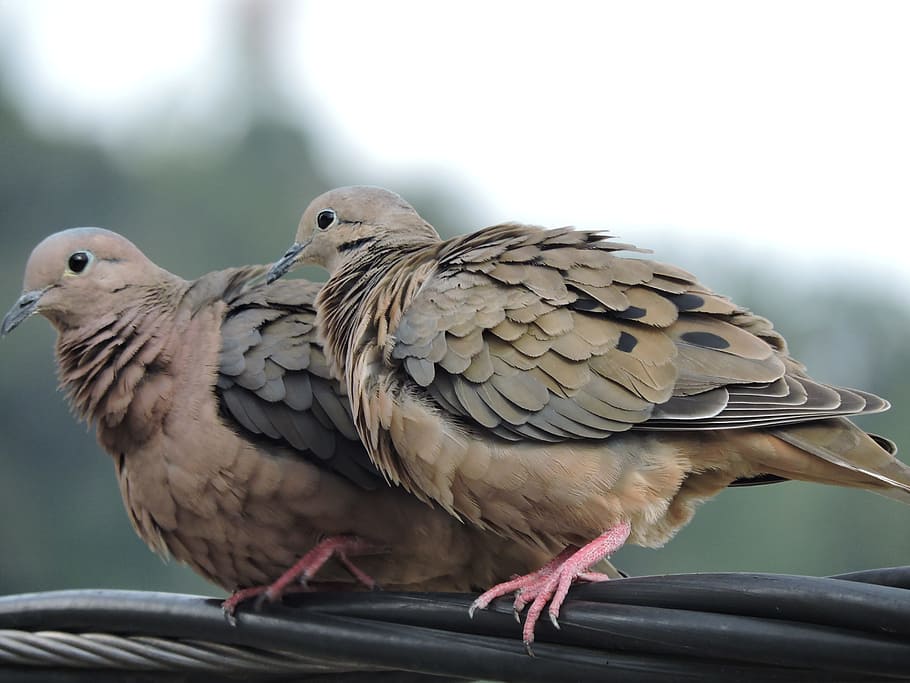 fugl, ave, kylling, Fuglekiggeri, fauna, vinger, spurv, fugle, spids, hvirveldyr, dyre temaer, dyr, dyreliv, dyr i naturen, perching, et dyr, fokus på forgrunden, dag, tæt på, ingen mennesker, udendørs, natur, due - fugl, rækværk, fuld længde, leder, sorgende døv, kigger væk, 2K