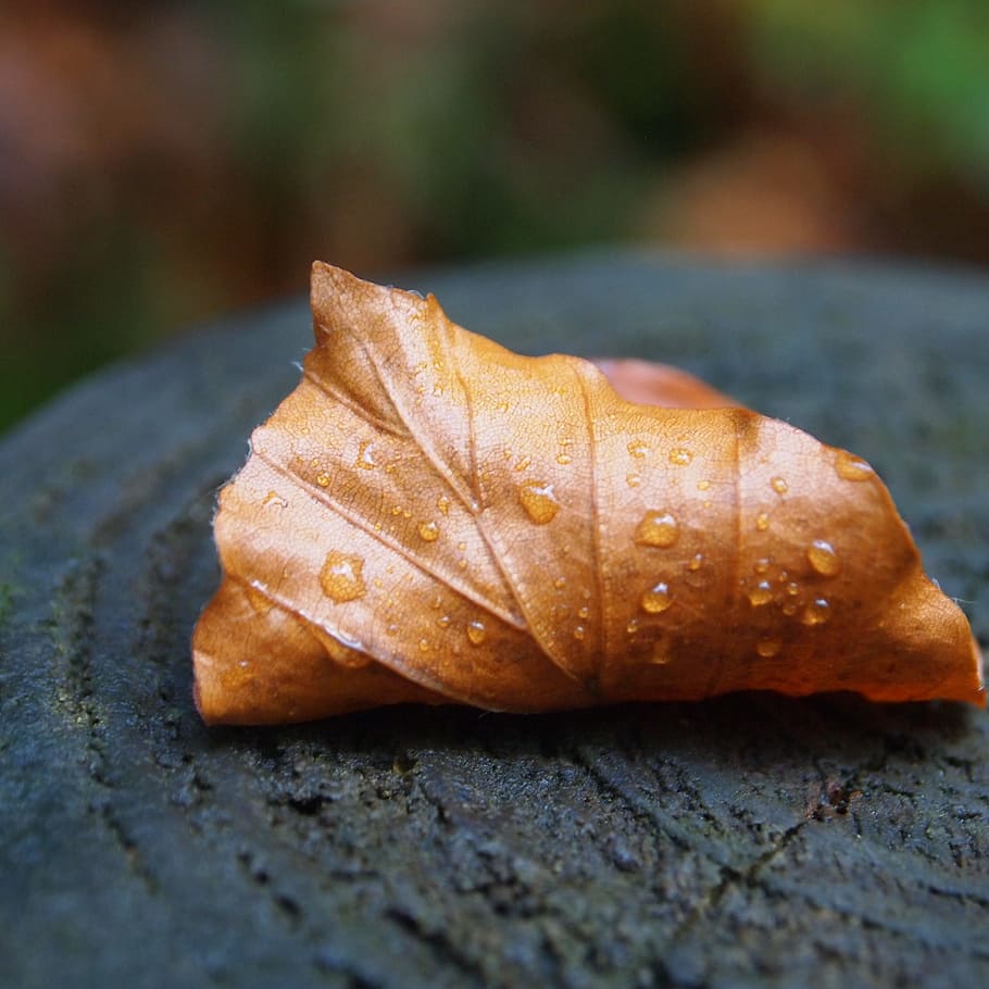 zusammengerollt, Tropfen, Blatt, Baumstumpf, Natur, Herbst, Herbstfarben, Nahansicht, Pflanzenteil, keine Leute, selektiver Fokus, Tag, orange Farbe, Fokus auf den Vordergrund, nass, draußen, Pflanze, trocken, Schönheit in der Natur, Lebensmittel, Essen und Trinken, fallen, Veränderung, einzelnes Objekt, Regen, natürlicher Zustand, französisches Essen, Snack, 2K