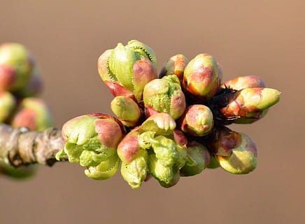 cherry bud, dichtbij, natuur, eten en drinken, voedsel, versheid, gezond eten, detailopname, fruit, geen mensen, focus op de voorgrond, gekleurde achtergrond, welzijn, groene kleur, studio opname, binnenshuis, fabriek, dag, stilleven, schoonheid in de natuur, groei, grote groep objecten, rijp, 2K, CC0, publiek domein, royaltyvrij