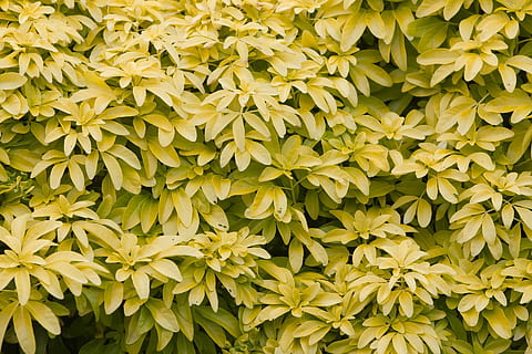 fulles, fons, fons de pantalla, textura, naturalesa, groc, daurat, primer pla, detalls, full, patró, planta, color verd, arbre, marc complet, bellesa a la natura, part de la planta, creixement, frescor, flor, cap gent, planta amb flors, dia, fragilitat, vulnerabilitat, vista d’angle alt, abundància, cap de flor, a l'aire lliure, 1080P, CC0, domini públic, lliure de regalies