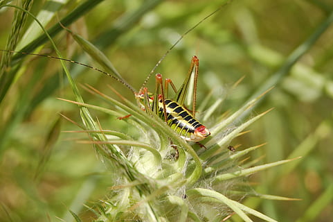 erro, Grilo, verde, inseto, natureza, invertebrado, animais selvagens, animais em estado selvagem, animal, temas animais, um animal, fechar-se, plantar, ninguém, dia, cor verde, lagarta, focar em primeiro plano, beleza na natureza, crescimento, foco seletivo, parte da planta, folha, ao ar livre, 2K, CC0, domínio público, royalty free