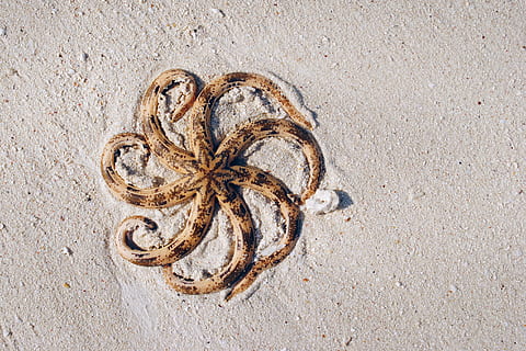 udara, fotografi, coklat, hitam, gurita, pasir, ikan bintang, Abu-abu, beting, zanzibar, bintang, bintang laut, hewan, alam, tidak ada orang, merapatkan, dalam ruangan, hari, tampilan sudut tinggi, tepat di atas, pantai, tali, tanah, masih hidup, bertekstur, di luar rumah, sinar matahari, pola, objek tunggal, makanan, kekuatan, makanan dan minuman, dipanggang, kusut, 2K, CC0, domain publik, bebas royalti
