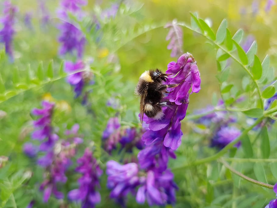 bumblebee, ดอกไม้, สีม่วง, ไม้ดอก, ความงามในธรรมชาติ, ความบอบบาง, การเจริญเติบโต, ปลูก, สัตว์ในป่า, แมลง, ความอ่อนแอ, ธีมสัตว์, สัตว์ที่ไม่มีกระดูกสันหลัง, สัตว์หนึ่งตัว, สัตว์, ผึ้ง, กลีบดอกไม้, ความสด, สัตว์ป่า, หัวดอกไม้, การผสมเกสรดอกไม้, ไม่มีคน, 4K