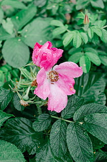 flor de quadril rosa, rosa mosqueta, flor, natureza, plantar, folha, verão, fechar-se, pétala, vermelho, cor verde, cabeça de flor, frescura, cor rosa, beleza na natureza, planta com flores, crescimento, fragilidade, parte da planta, vulnerabilidade, inflorescência, dia, solta, agua, ninguém, ao ar livre, pólen, primavera, orvalho, pureza, 2K, CC0, domínio público, royalty free