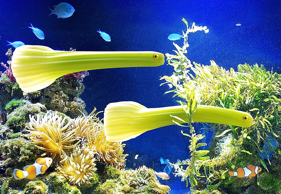 peixos verds sota l'aigua, verdures, api, peix, aquari, sota l'aigua, planta, creixement, flor, naturalesa, planta amb flors, groc, bellesa a la natura, frescor, cap gent, primer pla, aigua, vulnerabilitat, pol·len, fragilitat, cap de flor, animals a la natura, a l'aire lliure, mar, blau, invertebrat, fons blau, marí, 1080P