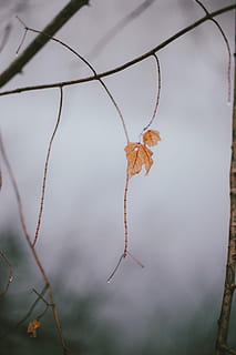 leaf, leaves, rain, grey, cloudy, nature, no people, close-up, day, focus on foreground, hanging, dry, outdoors, fragility, selective focus, beauty in nature, plant, twig, invertebrate, vulnerability, animal wildlife, animal, plant part, arachnid, 1080P, CC0, public domain, royalty free