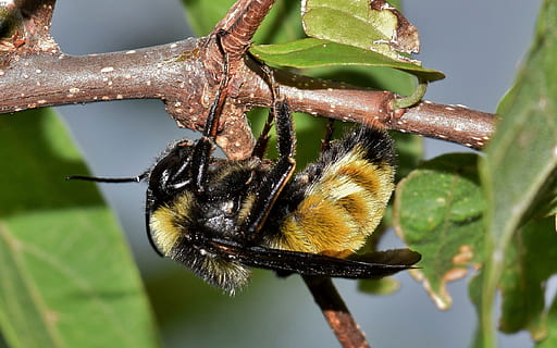 negre, groc, Abellot, penjant, marró, branca, abella, insecte, insectoide, pol·linitzar, polinització, pol·len, insecte alat, insecte volador, insecte picant, picada, stinger, picada d'abella, naturalesa, vida salvatge, fulles, flora, fauna, criatura, animal, botànica, biologia, entomologia, artròpode, temes d'animals, fauna animal, animals a la natura, invertebrat, un animal, planta, primer pla, cap gent, part de la planta, full, bellesa a la natura, dia, a l'aire lliure, centrar-se en primer pla, macro, flor, 2K, CC0, domini públic, lliure de regalies