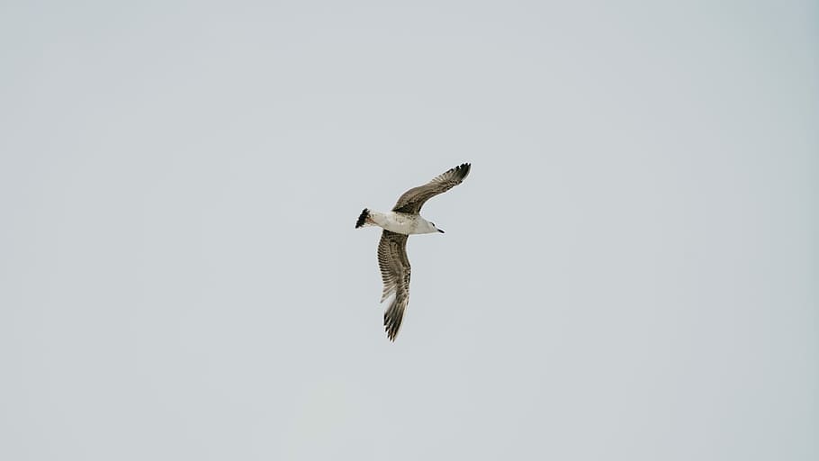 volante, Marrone, bianca, gabbiano, sfondo, uccello, brid, volare, cielo, solo, fauna selvatica, animali allo stato selvatico, temi animali, animale, vertebrato, un animale, ali spiegate, Inquadratura dal basso, mezz'aria, copia spazio, nessuno, lunghezza intera, natura, movimento, parte del corpo animale, cielo sereno, giorno, 5K