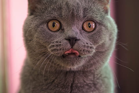 perser kat, stikning, tunge, kat, killing, makro, sjovt, hår, sød, indenlandske, dyr, nuttet, kæledyr, ung, pels, sjov, yndig, lille, fluffy, lodne, øjne, whiskers, nysgerrig, indenlandske kat, et dyr, bakkenbart, kigger på kameraet, portræt, feline, tæt på, dyre temaer, dyr hoved, pattedyr, husdyr, dyr kropsdel, ingen mennesker, indendørs, øje, dyr øje, dyre mund, tabby, 5K, CC0, offentligt domæne, royaltyfrie