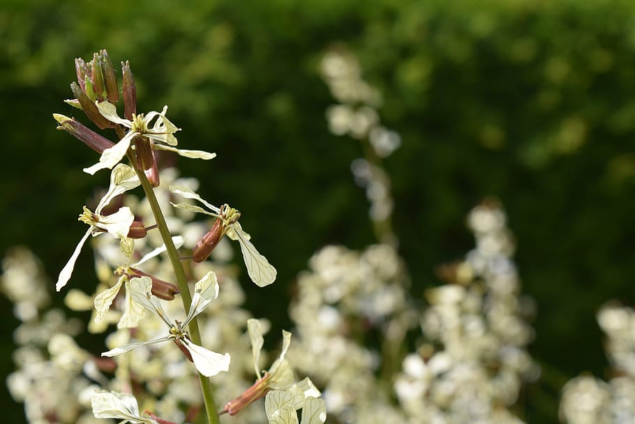 coet, flor de rucola, ruca, raukeblüte, flors, Brassicaceae, saludable, amanida, menjar, rukolablüte, planta, flor, creixement, planta amb flors, bellesa a la natura, frescor, fragilitat, vulnerabilitat, centrar-se en primer pla, cap gent, primer pla, naturalesa, dia, llum solar, Color blanc, pètal, primavera, enfocament selectiu, a l'aire lliure, arbre, cap de flor, 5K