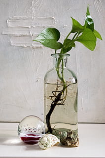 plantas de hojas verdes, composición, bola, botella, conchas, caja, blanco, pacto, hoja, parte de la planta, adentro, mesa, florero, naturaleza, nadie, planta, envase, transparente, frescura, material de vidrio, de cerca, tarro, crecimiento, color verde, bienestar, naturaleza muerta, agua, vaso, hierba, hoja de menta - culinaria, hojas, 5K, CC0, dominio público, libre de derechos