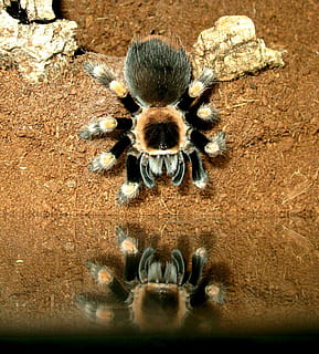 lintuhämähäkki, Brachypelma, seppä, eläimiä, eläin, eläinten teemoja, eläinten villieläimet, lähikuva, ei ihmisiä, selkärangaton, luonto, hyönteinen, yksi eläin, päivä, ulkona, arachnid, rock, korkea kulma, vankka, hämähäkki, kukka, kauneus luonnossa, niveljalkaisten, 1080P, CC0, public domain, rojaltivapaa
