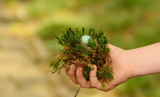 egg, nest, hand, found, detention, green, security, recovered, nature, human hand, human body part, one person, holding, focus on foreground, close-up, food and drink, food, plant, day, outdoors, healthy eating, green color, wellbeing, body part, unrecognizable person, freshness, finger, 4K, CC0, public domain, royalty free