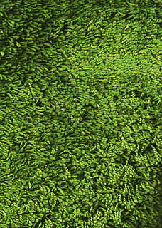 Textur, Rasen, Material, Teppich, Decke, Zotten, grüne Farbe, Tag, Natur, Vollbild, Hintergründe, keine Leute, Pflanze, Wachstum, Laub, üppiges Laub, High Angle View, Schönheit in der Natur, Ruhe, draußen, Nahansicht, Hecke, Frische, Feld, Baum, Fülle, 1080P, CC0, gemeinfrei, lizenzfrei