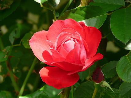 Rosa vermelha, rosa, vermelho, luz vermelha, brilhante, colorida, Flor, nobre, cor, lindo, pétalas, linda, berrante, natureza, plantar, pétala, Flor rosa, folha, beleza na natureza, cor verde, cabeça de flor, fechar-se, verão, frescura, amor, cor rosa, primavera, crescimento, planta com flores, vulnerabilidade, fragilidade, inflorescência, parte da planta, ninguém, ao ar livre, 2K, CC0, domínio público, royalty free