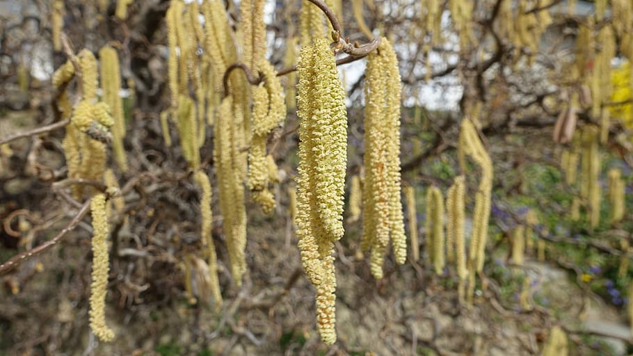 primavera, flor, naturalesa, planta, estiu, florir, jardí, tancar, macro, arbust, avellaner, llevataps, avellana, creixement, cap gent, dia, a l'aire lliure, arbre, primer pla, centrar-se en primer pla, terra, bellesa a la natura, tronc de l'arbre, tronc, groc, salze de cony, tranquil·litat, enfocament selectiu, bosc, molsa, textura, liquen, 5K