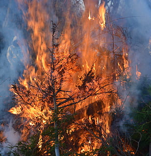 easter fire, branches, leaves, fire, green, easter, burning, tree, fire - natural phenomenon, flame, plant, nature, heat - temperature, smoke - physical structure, forest, forest fire, land, accidents and disasters, destruction, no people, environmental issues, environment, environmental damage, warning sign, outdoors, change, pollution, 4K, CC0, public domain, royalty free
