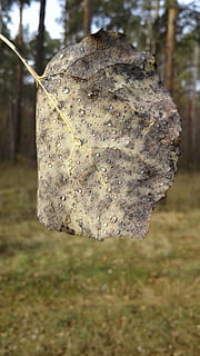ark, rosa, blade, dråber, efterår, dråber vand, fokus på forgrunden, tæt på, dag, natur, ingen mennesker, plante, jord, Mark, hængende, træ, udendørs, tør, emotion, vækst, mønster, ro, form, dyr, træ - materiale, skønhed i naturen, 2K, CC0, offentligt domæne, royaltyfrie