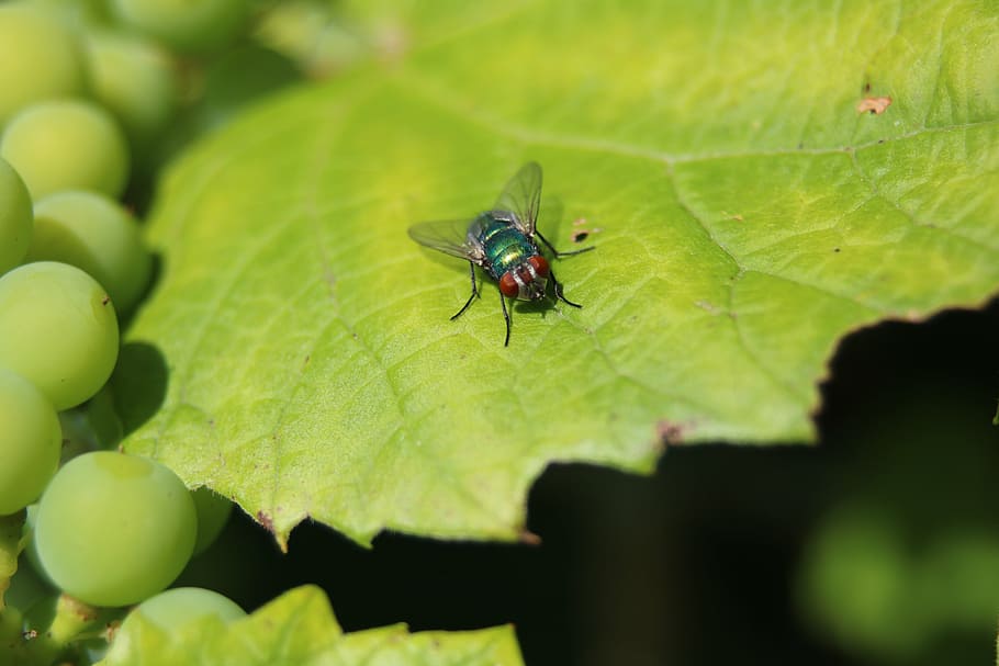 flyve, vinblad, vindruer, vin, grøn, sol, plante, plante del, blad, insekt, hvirvelløse, grøn farve, dyr, dyr i naturen, dyre temaer, dyreliv, et dyr, tæt på, selektiv fokusering, natur, dag, ingen mennesker, vækst, dyrefløj, udendørs, 5K