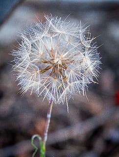 dente di leone, secco, natura, primavera, fiori, semi, vicino, dente di leone comune, macro, fiorire, fioritura, ciglio della strada, spora, semi di dente di leone, fiore appuntito, fiore, vulnerabilità, fragilità, avvicinamento, pianta, pianta fiorita, concentrarsi sulle conoscenze acquisite, freschezza, bellezza nella natura, infiorescenza, testa di fiore, nessuno, giorno, crescita, morbidezza, Colore bianco, all'aperto, pianta appassita, 2K, CC0, dominio pubblico, privo di copyright