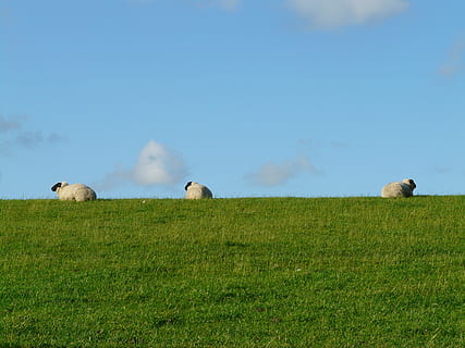 mandria, pecora, verde, campo d'erba, gruppo, riposo, preoccupazioni, pascolare, lana, pecore rhön, diga, prato, erba, mare del Nord, paesaggio, idillio, rilassamento, fresco, rilassarsi, agricoltura, azienda agricola, natura, scena rurale, pascolo, animale, bestiame, campo, gruppo di animali, pianta, mammifero, temi animali, cielo, terra, animali allo stato selvatico, vertebrato, fauna selvatica, nessuno, colore verde, giorno, due animali, giovane animale, all'aperto, famiglia di animali, 2K, CC0, dominio pubblico, privo di copyright