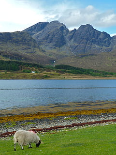 Skye, แกะ, ภูเขา, พื้นหลัง, ฤดูร้อน, แดดจัด, ธรรมชาติ, โปสการ์ด, โดยธรรมชาติ, สด, หญ้า, เต็มไปด้วยหญ้า, สีเขียว, บริสุทธิ์, สี, รายละเอียด, งดงาม, สวย, มีสีสัน, ฤดูใบไม้ผลิ, ท้องฟ้า, สั่นสะเทือน, สัตว์, ธีมสัตว์, เลี้ยงลูกด้วยนม, สัตว์เลี้ยง, ปศุสัตว์, มีกระดูกสันหลัง, ในประเทศ, ความงามในธรรมชาติ, สัตว์หนึ่งตัว, น้ำ, วัน, เทือกเขา, Scenics - ธรรมชาติ, เมฆ - ท้องฟ้า, ไม่มีคน, ซึ่งกินพืชเป็นอาหาร, กลางแจ้ง, 2K, CC0, โดเมนสาธารณะ, ค่าลิขสิทธิ์ฟรี