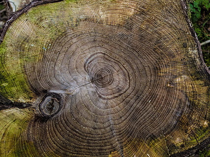 foto de close-up, laje de madeira, árvore, bunda, cortando, rasgar, abstrato, toco de árvore, natureza, lenha, madeira, desmatamento, exploração madeireira, silvicultura, carpintaria, registro, musgo, linhas de vida, tronco de árvore, tronco, anel de árvore, latido, plantar, padronizar, fechar-se, texturizado, padrão natural, círculo, ninguém, madeira - material, forma geométrica, grão de madeira, origens, forma, ao ar livre, floresta, concêntrico, 4K, CC0, domínio público, royalty free