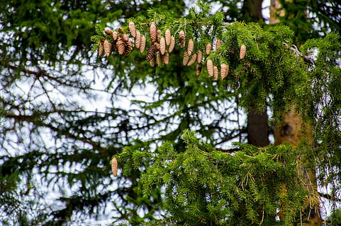 picea, cons, bosc, agulles, branca, arbre, planta, color verd, creixement, cap gent, bellesa a la natura, centrar-se en primer pla, dia, naturalesa, pi, arbre de coníferes, vista d’angle baix, primer pla, tranquil·litat, a l'aire lliure, hivern, pinàcies, temperatura de fred, molsa, agulla - part de la planta, avet, 5K, CC0, domini públic, lliure de regalies