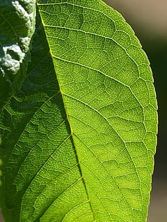 blad, plant achtergrond, vertakkingen, abstracte achtergrond, structuur, plant architectuur, natuurlijke textuur, groen, lichte kit, biologisch, deel van de plant, groene kleur, detailopname, bladader, fabriek, natuur, geen mensen, groei, dag, schoonheid in de natuur, buitenshuis, versheid, focus op de voorgrond, natuurlijk patroon, kwetsbaarheid, breekbaarheid, volledig kader, patroon, achtergronden, bladeren, 2K, CC0, publiek domein, royaltyvrij