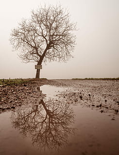 bezlistý strom, vedle, cesta, šedá, nebe, fotografie krajiny, holý, strom reflex, tělesné vody, strom, louže, voda, bláto, špína, klid, holý strom, rostlina, krása v přírodě, klidné scény, čisté nebe, scenics - příroda, Příroda, jezero, nikdo, mimoměstské scény, odraz, větev, krajina, venku, izolovaný, 5K, CC0, veřejná doména, bez autorských práv